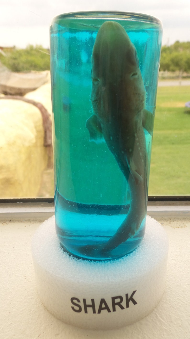 Real Shark in a Bottle Jar Taxidermy Free Shark Tooth Etsy