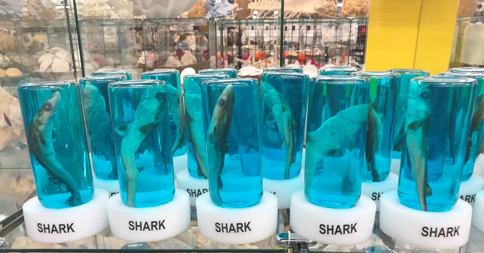 Real Shark in a Bottle Jar Taxidermy Free Shark Tooth Etsy