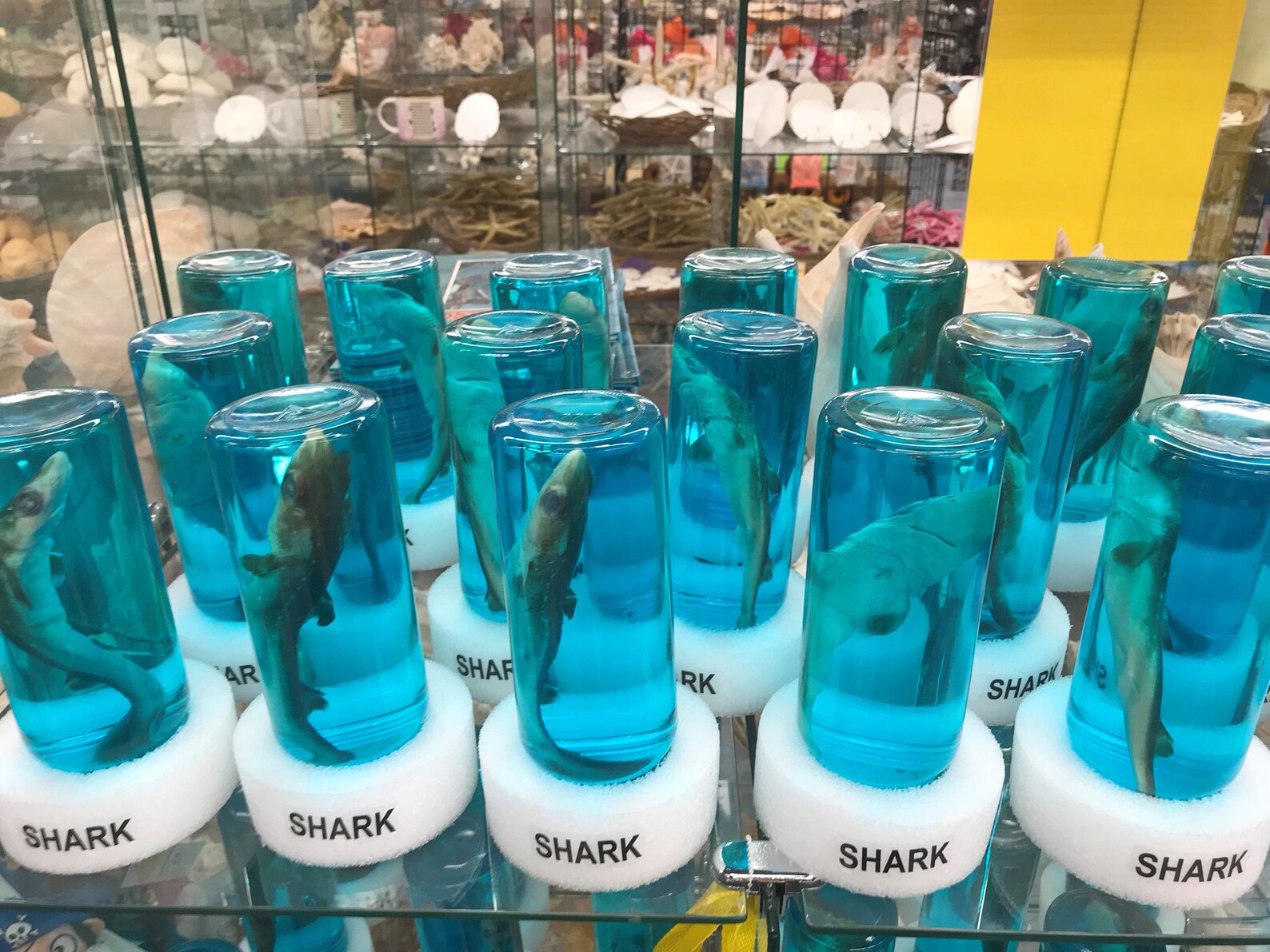 Real Shark in a Bottle Jar Taxidermy Free Shark Tooth Etsy