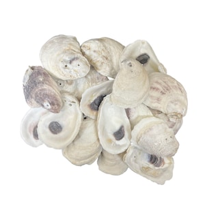 Raw Edge Capiz Shell Rounds Window Pane Flat Oyster Shells Coastal Home  Decor Shell Art Crafts Display Supplies Windchime Chimes Placecard 