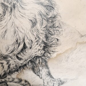 May include: Black and white pen and ink drawing of a lion with a detailed mane and paws. The drawing is on a light brown paper with a torn edge.