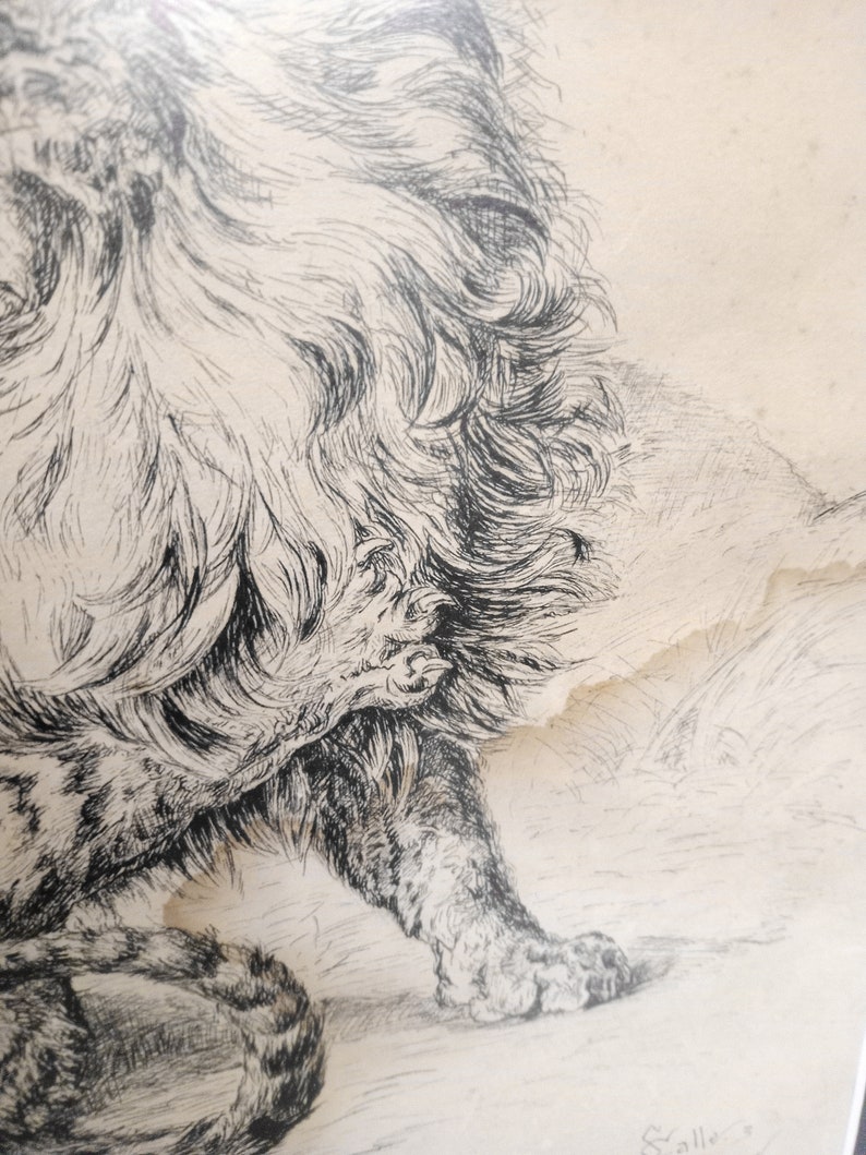 May include: Black and white pen and ink drawing of a lion with a detailed mane and paws. The drawing is on a light brown paper with a torn edge.