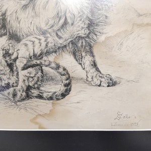 May include: A black and white drawing of a lion and a tiger. The lion is standing on its hind legs and the tiger is lying on its side. The drawing is signed "Salle's" and dated "February 1895".