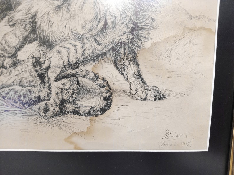 May include: A black and white drawing of a lion and a tiger. The lion is standing on its hind legs and the tiger is lying on its side. The drawing is signed "Salle's" and dated "February 1895".