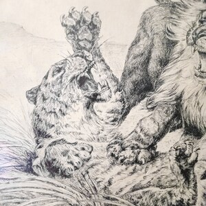 May include: A black and white drawing of a lion attacking a leopard. The lion is on top of the leopard, biting its neck. The leopard is trying to defend itself with its claws.
