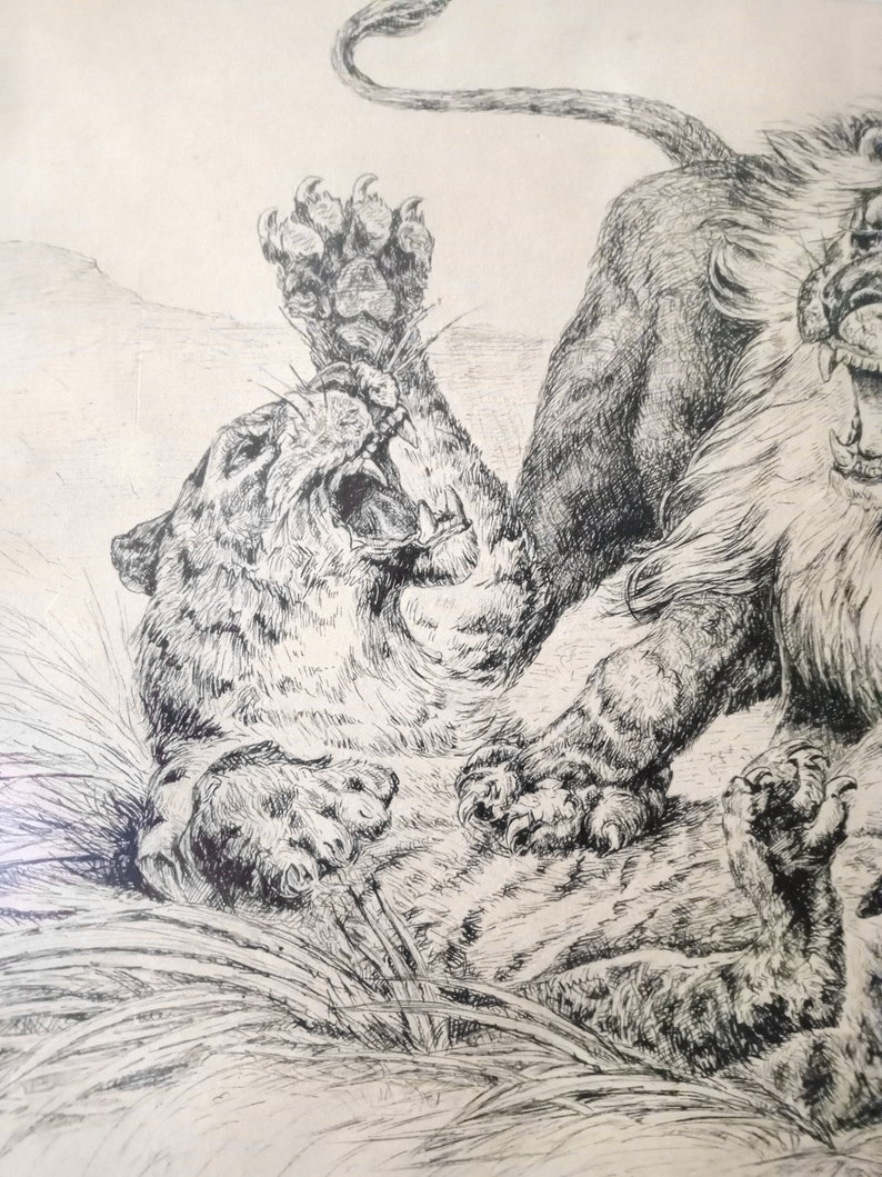 May include: A black and white drawing of a lion attacking a leopard. The lion is on top of the leopard, biting its neck. The leopard is trying to defend itself with its claws.