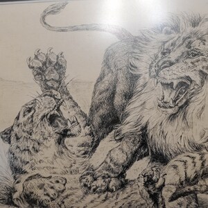 May include: A black and white pen and ink drawing of two lions fighting. The lion on the left is on its back, with its paws in the air, while the lion on the right is standing over it, with its mouth open in a roar.