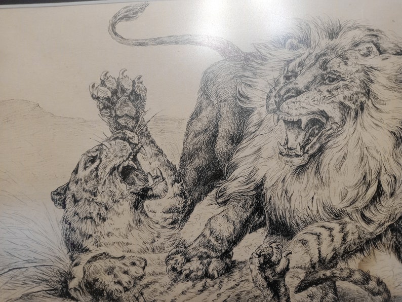 May include: A black and white pen and ink drawing of two lions fighting. The lion on the left is on its back, with its paws in the air, while the lion on the right is standing over it, with its mouth open in a roar.