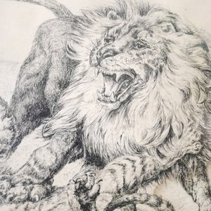 May include: A black and white line drawing of a lion roaring with its mouth open, showing its teeth. The lion is lying down with its paws outstretched. A smaller animal, possibly a cub, is lying under the lion's body.