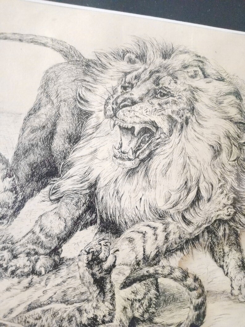 May include: A black and white line drawing of a lion roaring with its mouth open, showing its teeth. The lion is lying down with its paws outstretched. A smaller animal, possibly a cub, is lying under the lion's body.