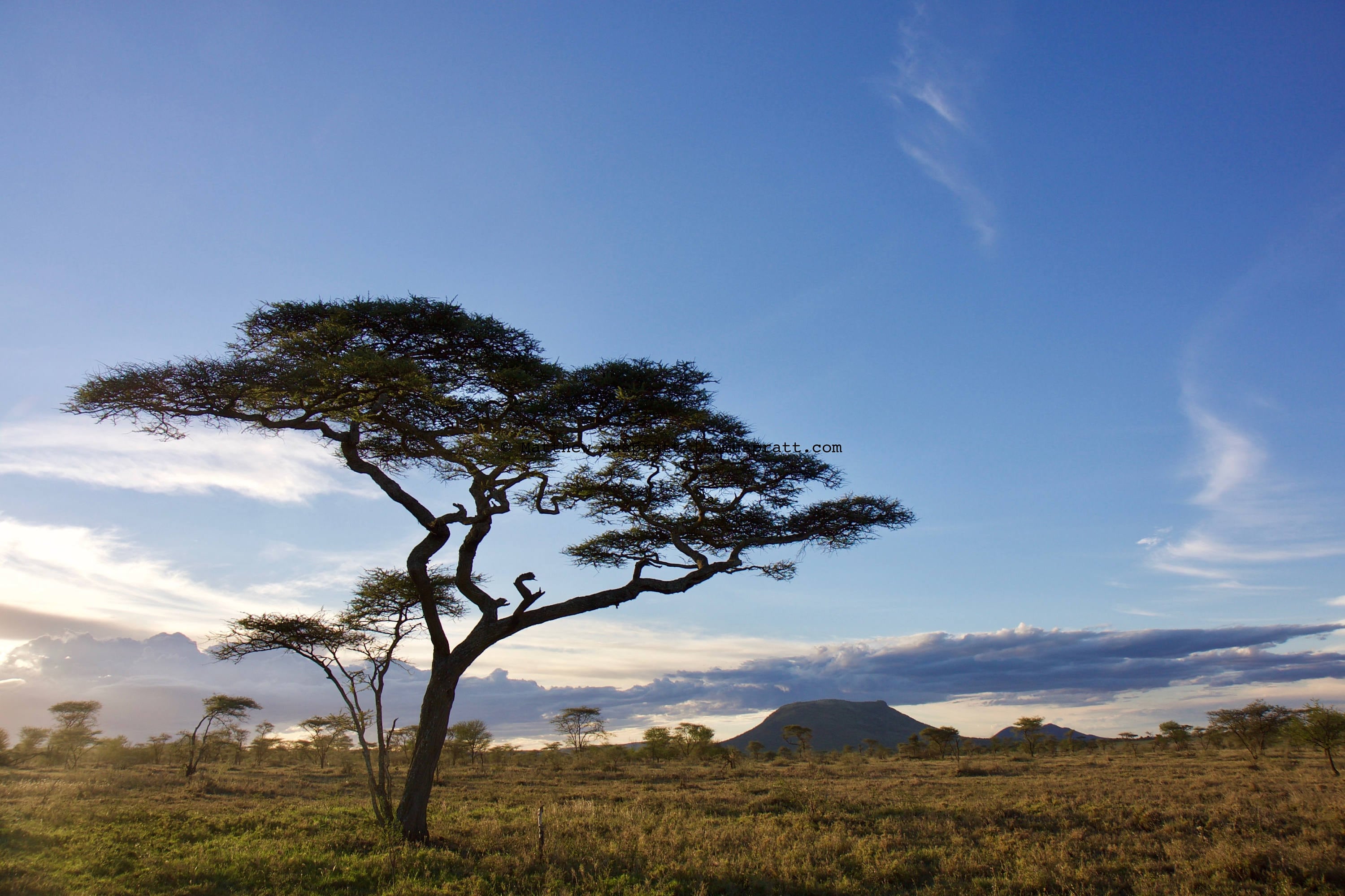 Serengeti Tanzania East Africa Acacia tree at sunset | Etsy