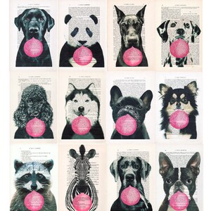 Frenchie Print, Bubblegum, French design, black and white,dog poster, Art Print on recycled french book page image 3