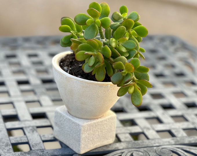 Handmade Ceramic Succulent Pots |Contemporary Pottery Planters for Succulents |Home Decor Indoor Plant Pot