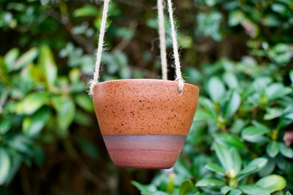 shangri-la pothos Pothos 'Shangri La' main image 1