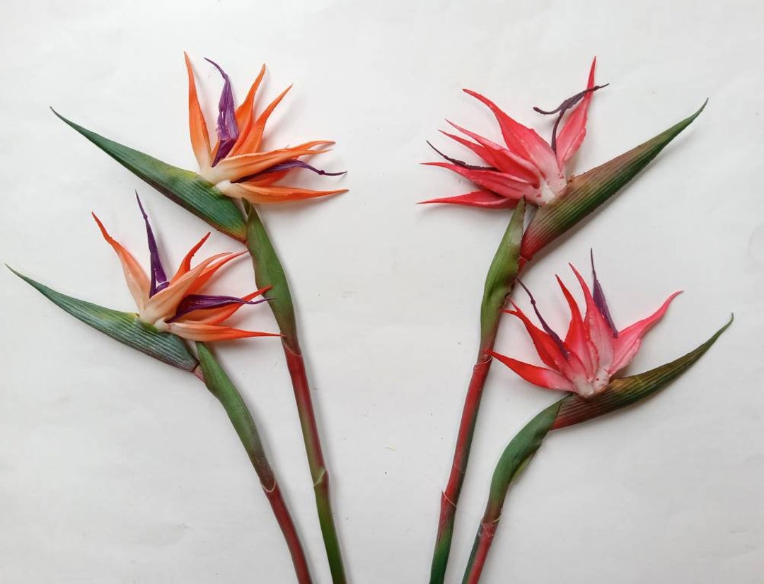 2pack 24 Bird of Paradise Stems in Orange or Red Realistic Designer