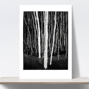 Peut inclure: Photographie en noir et blanc d'un groupe de bouleaux dans une forêt. Les arbres sont grands et minces, avec une écorce blanche et des branches sombres. L'arrière-plan est une forêt sombre.