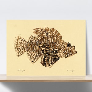 Op de afbeelding: Een vintage illustratie van een koraalduivel, ook wel schorpioenvish genoemd, met bruine en witte strepen en vlekken. De illustratie is op een crèmekleurige achtergrond met de tekst "The lionfish" en "Aureus Volans" onderaan.