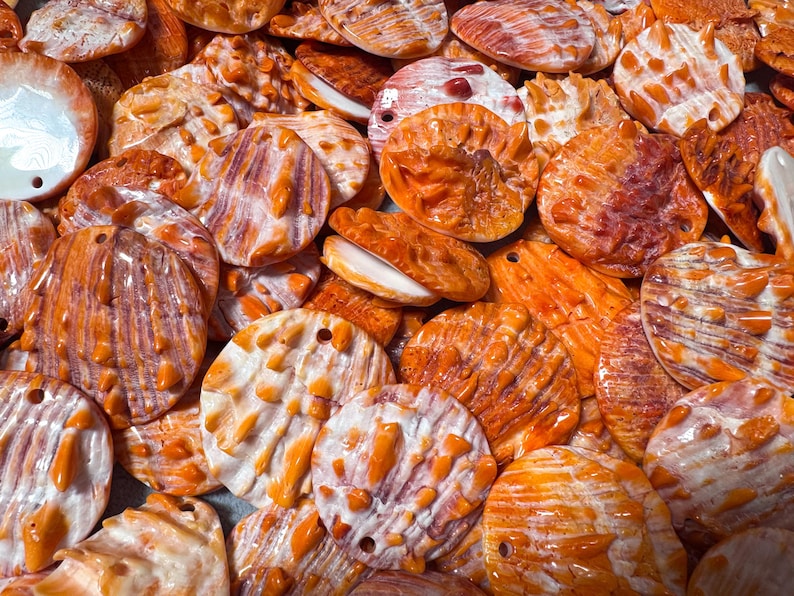 May include: A collection of orange and white seashells with various shapes and sizes. Some shells have a hole drilled through them. The shells have a textured surface and are arranged closely together, filling the frame.