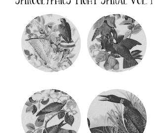 20 Birds Of America Spiroglyphics Tight Spiral Printable Vol.1, Instant Download Printable Coloring Pages