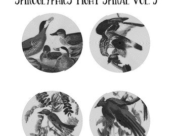 20 Birds Of America Spiroglyphics Tight Spiral Printable Vol.3, Instant Download Printable Coloring Pages