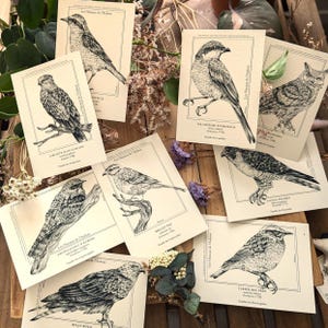 Riproduzione d'arte Uccelli dell'Aubrac - Collezione di uccelli dei parchi naturali francesi (A5 e A6)