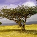 Royal Frankincense