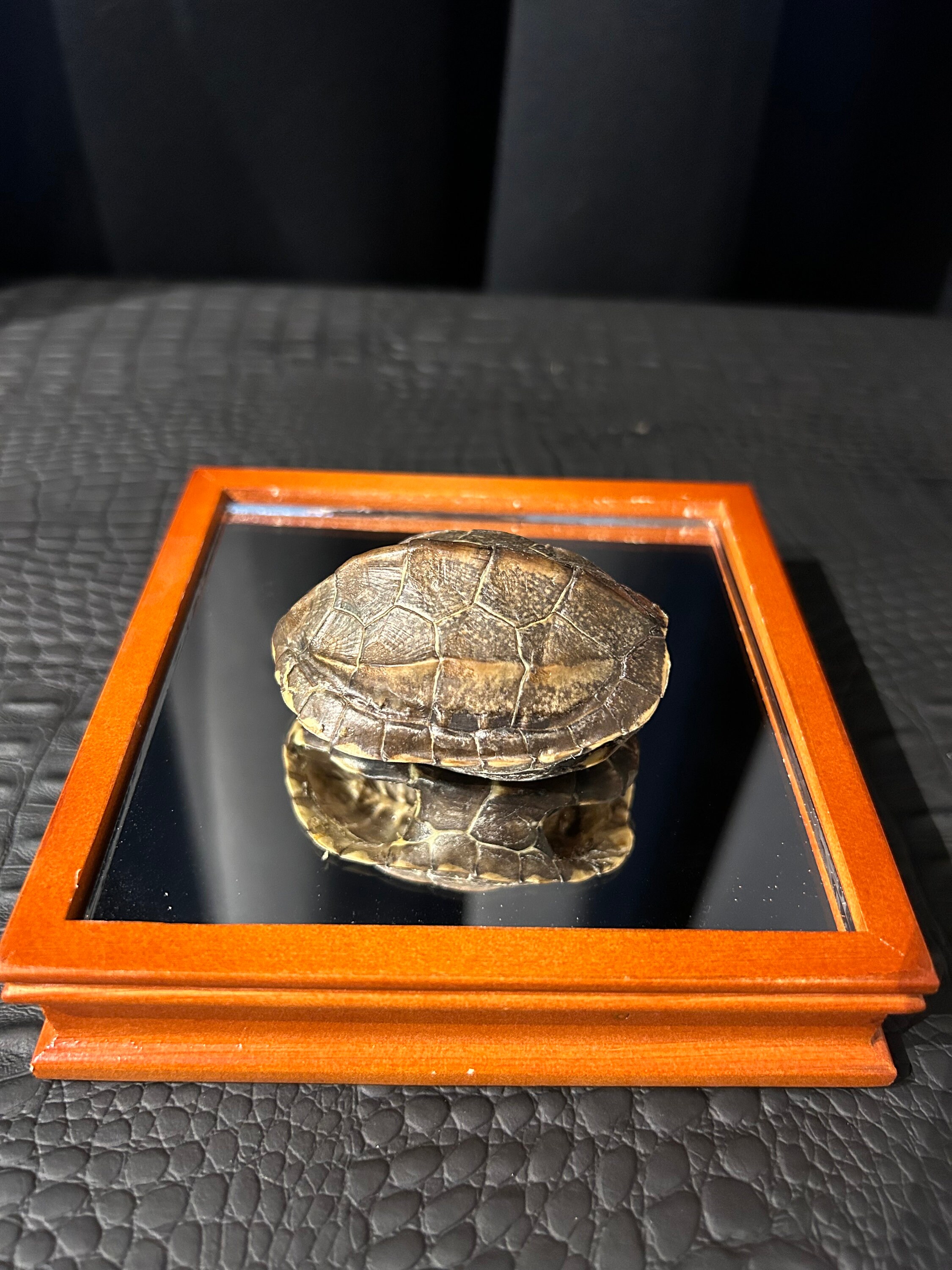 Real Turtle Shell Taxidermy Etsy