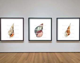 Set of 3  Sea Shell Prints, Wall art, Beach Decor Digital Download