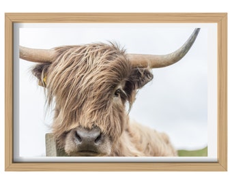 Highland Cow Photo Wall Art, Highland Cattle Print, Farmhouse Printable Decor Art, Highland Cow Photography Download, Rustic Decor