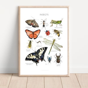 Insect Poster, Educational Poster, School Art, Charlotte Mason, Montessori, Nature poster, Insects, All Sizes