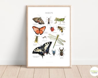 May include: A colorful educational poster featuring illustrations of various insects, including a dragonfly, butterfly, ladybug, and bee. The poster is titled "INSECTS" and includes the names of each insect.