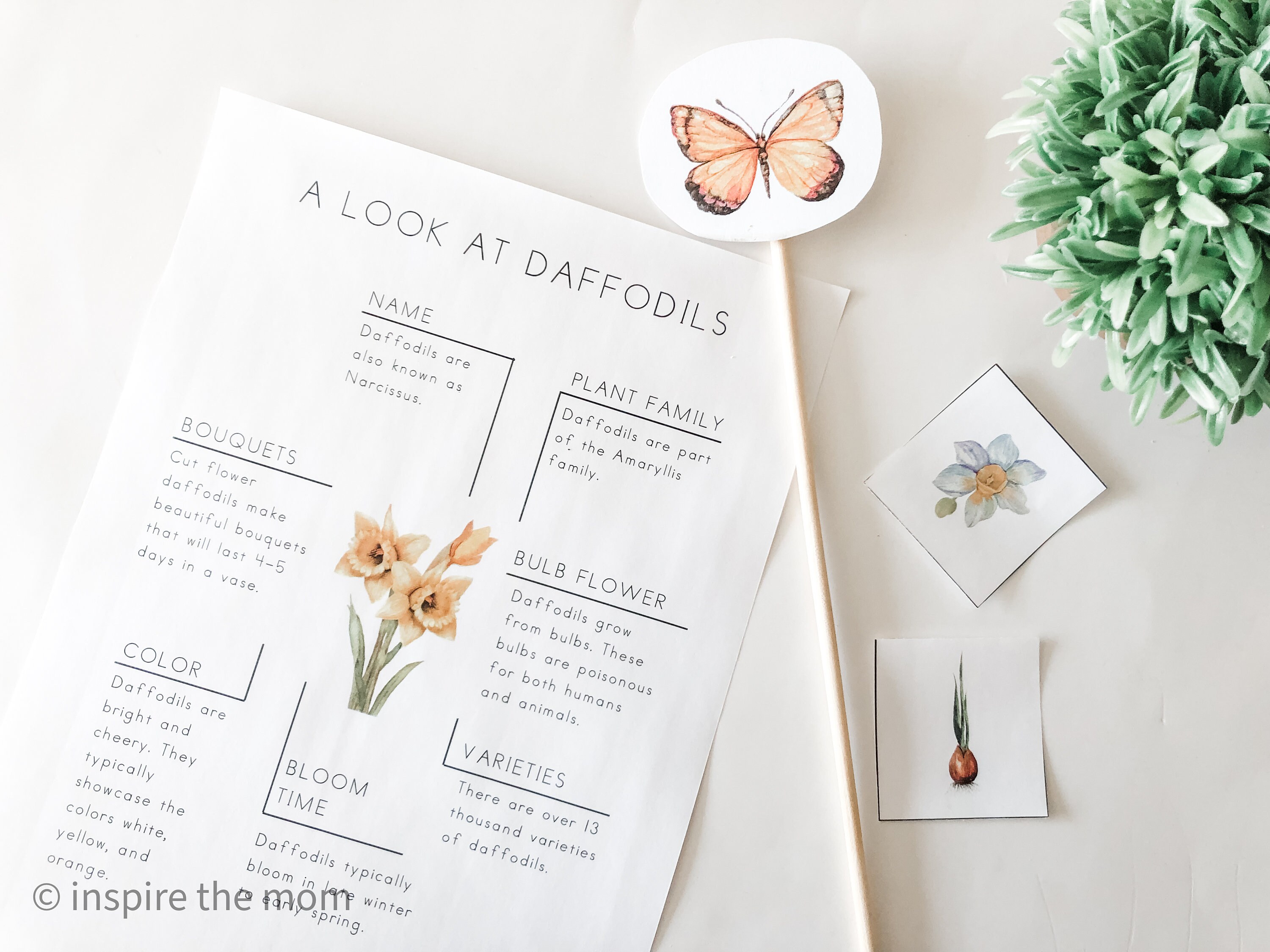 Daffodil Unit Study for Prek4th Grade Daffodil Poem Study Etsy