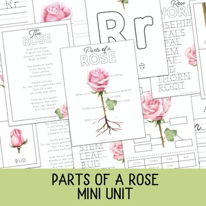 Partes de un paquete de rosas, Anatomía de las rosas, Ciencias, Artes del lenguaje, Escritura a mano, Educación en el hogar imprimible, Charlotte Mason, Educación en el hogar clásica, rosa