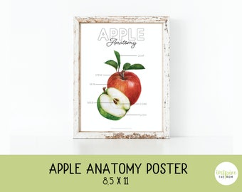 Apple Anatomy poster, 8.5 x 11in, Parts of an Apple, Mini Poster, Apple Wall art, Schoolroom Decor, Homeschool, Apple Print, Apple Decor