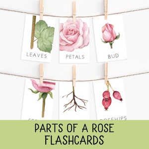 Tarjetas didácticas de partes de una rosa, póster de anatomía de la rosa, ciencia imprimible, educación en el hogar imprimible, tarjetas de nomenclatura Montessori, actividad de etiquetas