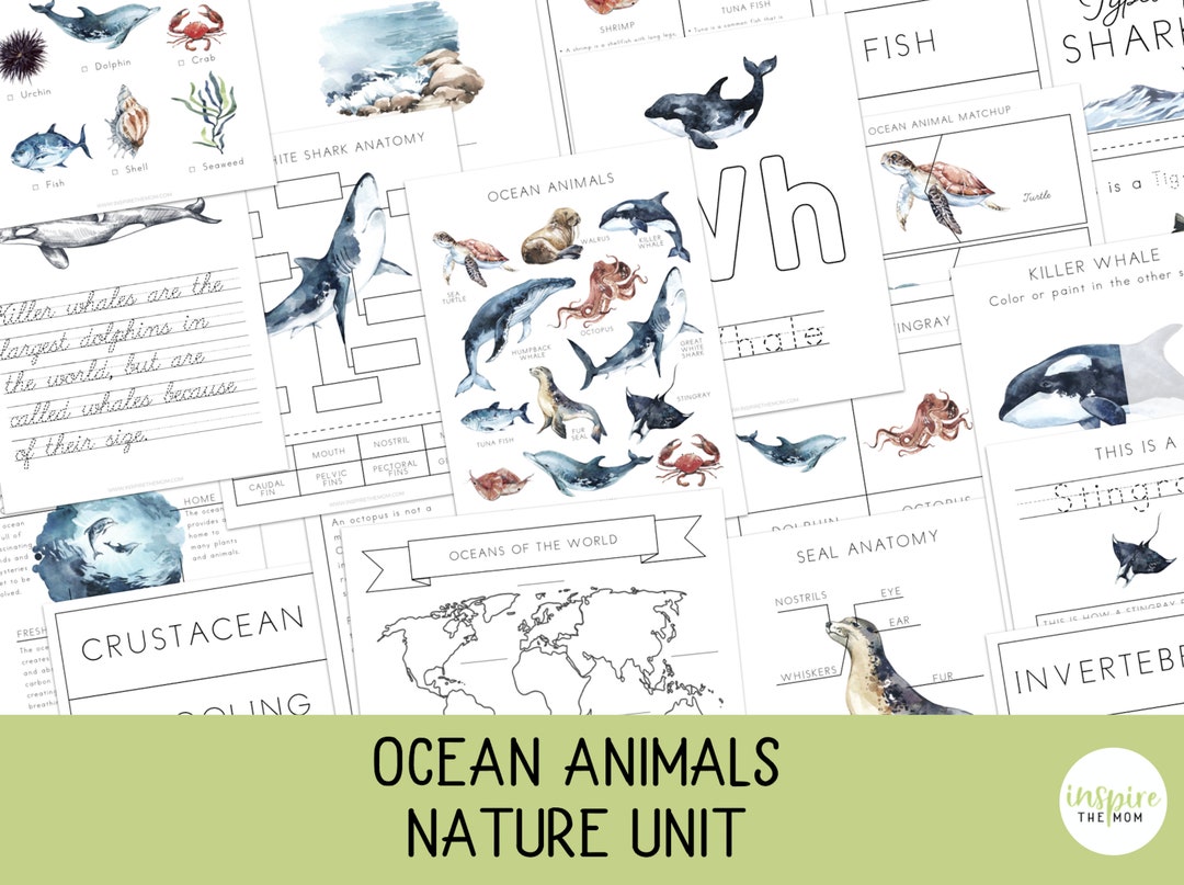 Ocean Animals Unit, Nature Study,prek - 2nd Grade, Ocean Unit, Ocean ...