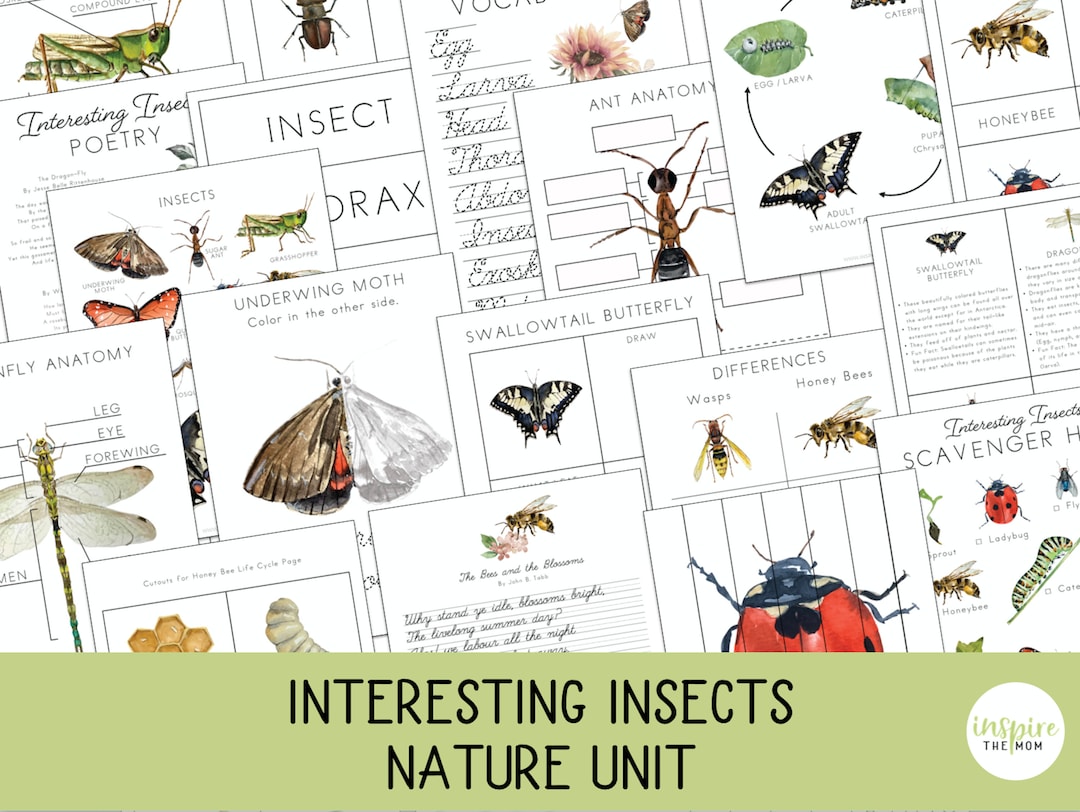 Interesting Insect Unit Nature Study Prek  2nd Grade