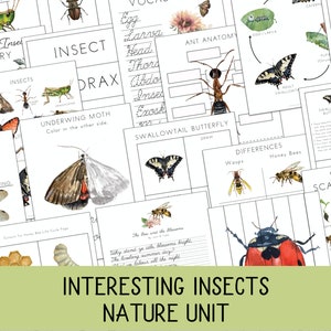Interesting Insect Unit, Nature Study,  Prek - 2nd grade, Spring Unit, Montessori, Charlotte Mason, Summer Unit, Bug unit, Insect activities