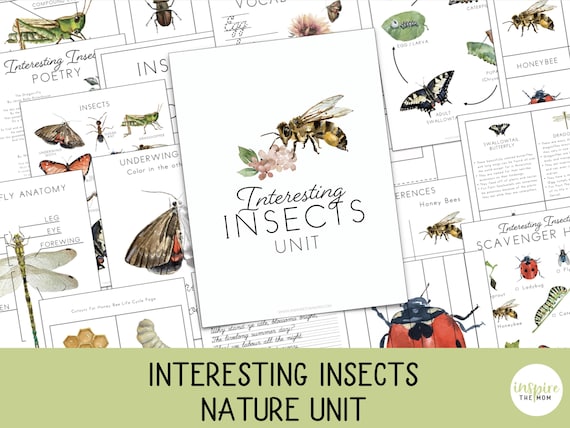 Insect Unit Study for PreK–2nd Kids | Bug Activities | Nature Study | Montessori & Charlotte Mason | Homeschool or Classroom | Lesson Plan