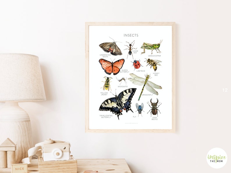 Insect Poster Educational Poster School Art Charlotte Etsy Canada