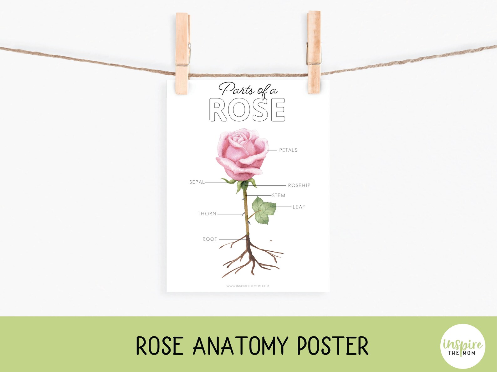 Parts of a Rose flashcards Rose Anatomy Poster Science Etsy
