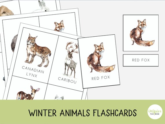 Winter Animals flashcards, and Winter Animals Poster, Science printable, Homeschool printable, Montessori Nomenclature Cards, Label activity