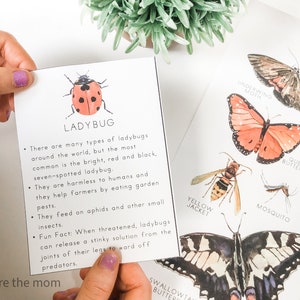 Pode incluir: Um cart&atilde;o com uma ilustra&ccedil;&atilde;o de joaninha e a palavra "LADYBUG". O cart&atilde;o fornece informa&ccedil;&otilde;es sobre joaninhas, incluindo seu papel no controle de pragas. Um p&ocirc;ster com ilustra&ccedil;&otilde;es de insetos &eacute; vis&iacute;vel ao fundo.