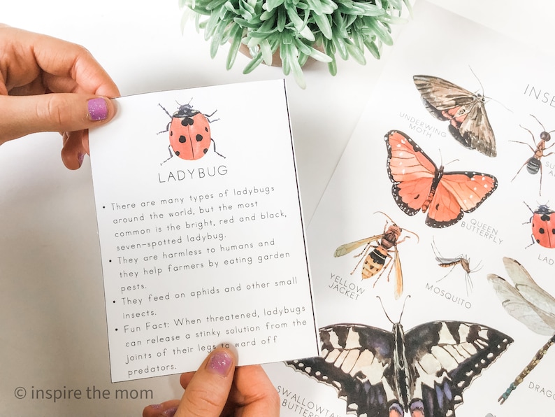 Pode incluir: Um cart&atilde;o com uma ilustra&ccedil;&atilde;o de joaninha e a palavra "LADYBUG". O cart&atilde;o fornece informa&ccedil;&otilde;es sobre joaninhas, incluindo seu papel no controle de pragas. Um p&ocirc;ster com ilustra&ccedil;&otilde;es de insetos &eacute; vis&iacute;vel ao fundo.
