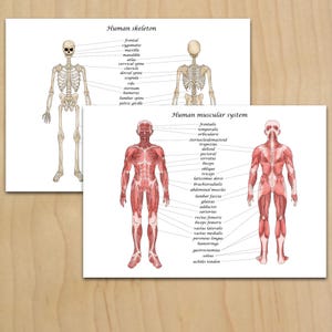Puede incluir: Dos láminas anatómicas. La lámina superior muestra un esqueleto humano, etiquetado con nombres de huesos. La lámina inferior ilustra el sistema muscular humano, también etiquetado. Ambas láminas muestran vistas frontal y posterior.