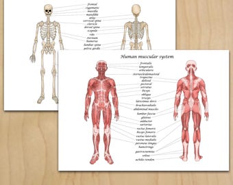 Human body anatomy diagram wall art print Skeleton Muscles Digital download
