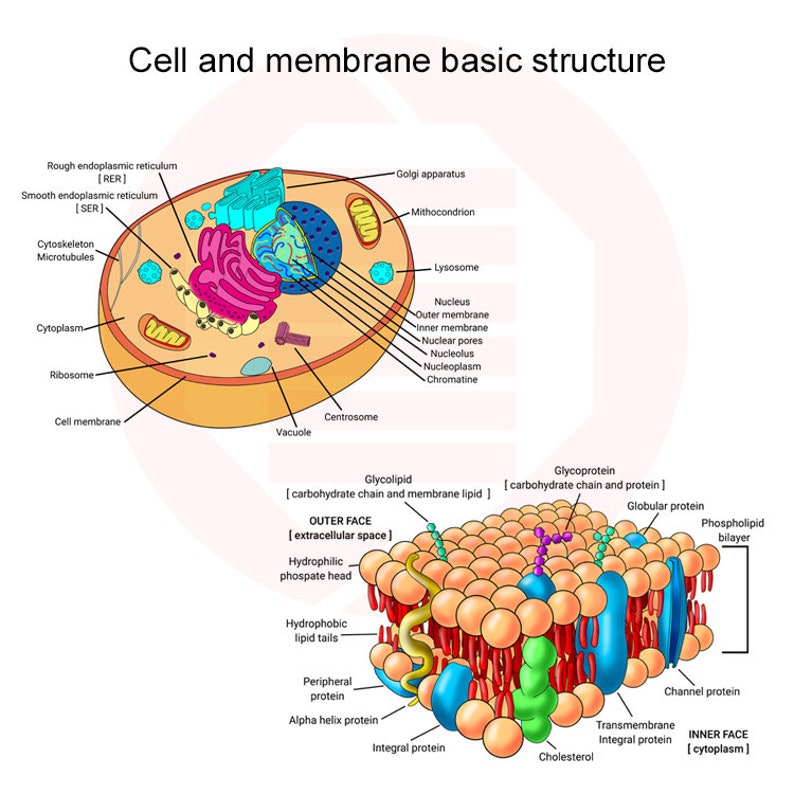 Cell Building Printable Human Cell Structure Biology Cytology Diagram School ...
