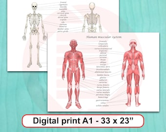 Druckbares Poster mit einem Diagramm der menschlichen Körperanatomie (Skelett, Muskeln) – Digitaler Download