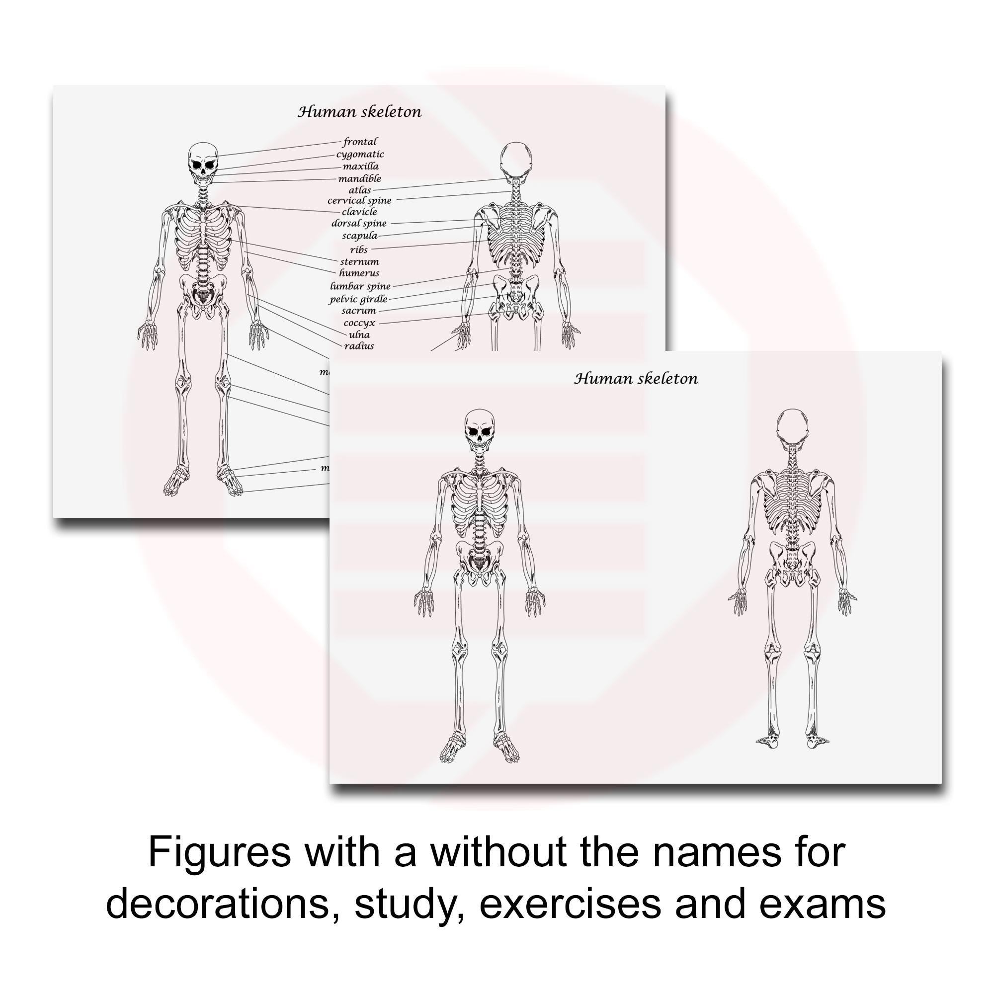 School Printable Human Anatomy Diagram Print Skeleton & Muscles Study ...