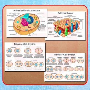 Printable Human cell structure Poster Biology Cytology Diagram School educational material Digital Download